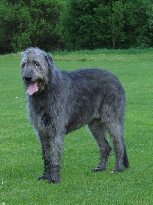 Irish Wolfhound from side